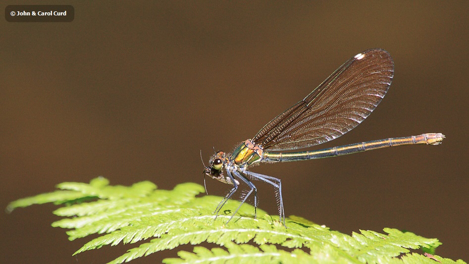 IMG_1071 Beautiful Demoiselle female Calopteryx virgo female.JPG